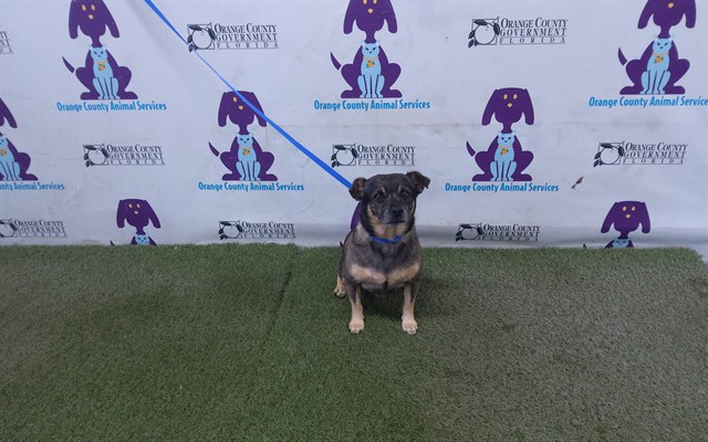 Shelter Stray Male Dog last seen , 2769 Conroy Rd, Orlando, FL 32839, USA