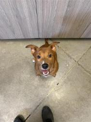 Shelter Stray Male Dog last seen Near BLOCK E KINGS CANYON RD, FRESNO CA 93727 3809, 5277 E Airways Blvd, Fresno, CA 93727, USA