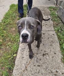 Shelter Stray Female Dog last seen Near BLOCK OAKFIELD ST, DETROIT, MI 48235, 7401 Chrysler Dr, Detroit, MI 48211, USA