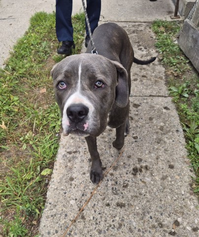 Shelter Stray Female Dog last seen Near BLOCK OAKFIELD ST, DETROIT, MI 48235, 7401 Chrysler Dr, Detroit, MI 48211, USA