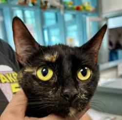 Shelter Stray Female Cat last seen , West Valley Animal Shelter, 20655 Plummer St, Chatsworth, CA 91311, USA