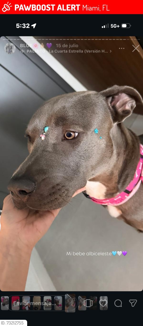 Lost Female Dog last seen Shell gas station at nw 20th st, Miami, FL 33142