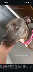Lost Female Dog last seen Shell gas station at nw 20th st, Miami, FL 33142