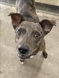 Shelter Stray Male Dog last seen , 3201 Lacy St, Los Angeles, CA 90031, USA