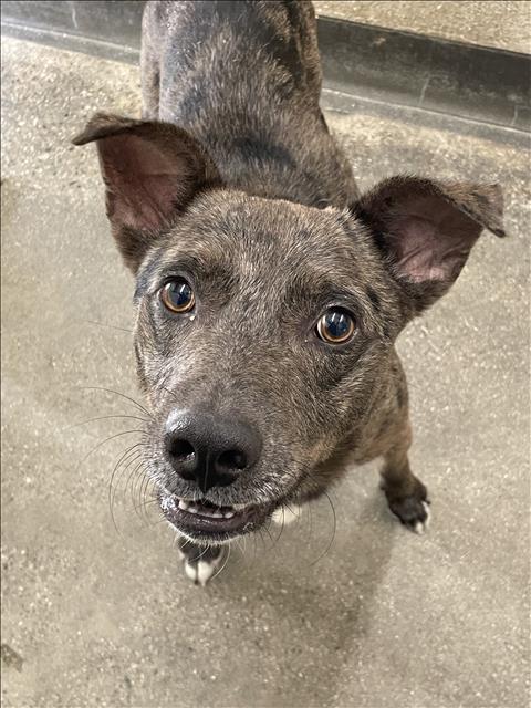 Shelter Stray Male Dog last seen , 3201 Lacy St, Los Angeles, CA 90031, USA