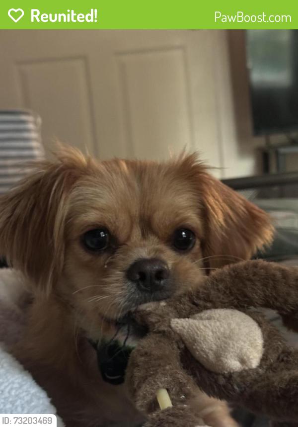 Reunited Female Dog last seen Black market arms, Auxvasse, MO 65231