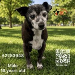 Shelter Stray Male Dog last seen , 3201 Lacy St, Los Angeles, CA 90031, USA