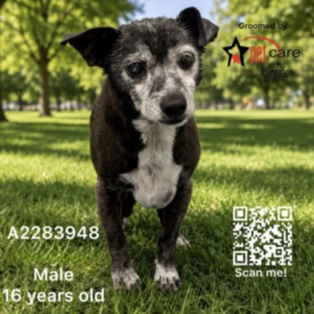 Shelter Stray Male Dog last seen , 3201 Lacy St, Los Angeles, CA 90031, USA