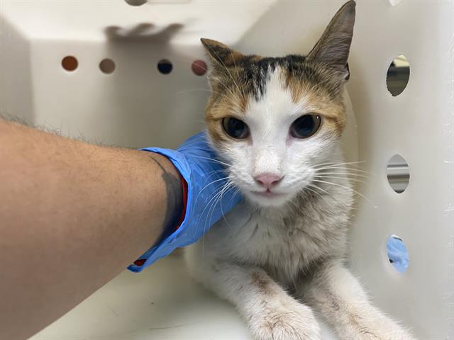 Shelter Stray Female Cat last seen Near BLOCK N LOVERS LANE RD, 3839 W Burnham St, West Milwaukee, WI 53215, USA