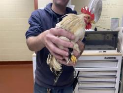 Shelter Stray Unknown Bird last seen Near BLOCK S 10TH ST, 3839 W Burnham St, West Milwaukee, WI 53215, USA