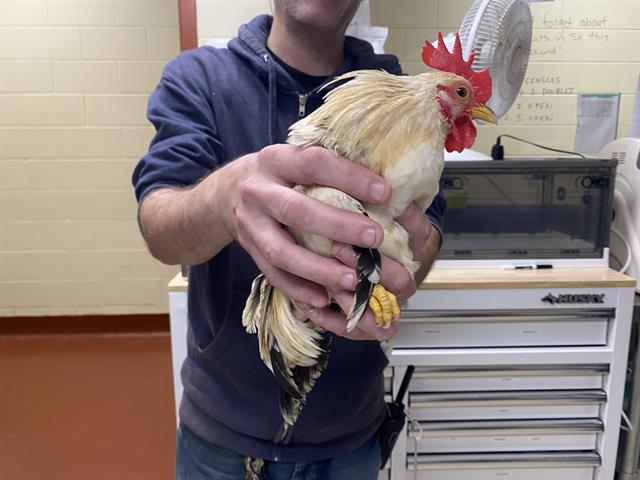 Shelter Stray Unknown Bird last seen Near BLOCK S 10TH ST, 3839 W Burnham St, West Milwaukee, WI 53215, USA