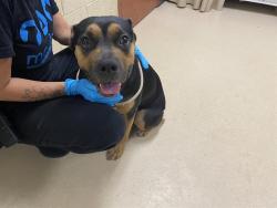 Shelter Stray Female Dog last seen 28TH ST, 3839 W Burnham St, West Milwaukee, WI 53215, USA