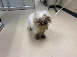 Shelter Stray Male Dog last seen 14TH/NATIONAL, 3839 W Burnham St, West Milwaukee, WI 53215, USA