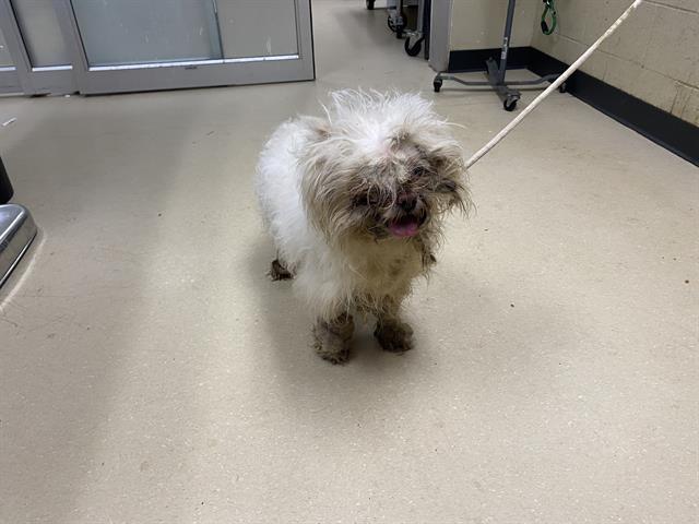 Shelter Stray Male Dog last seen 14TH/NATIONAL, 3839 W Burnham St, West Milwaukee, WI 53215, USA