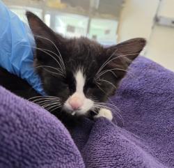 Shelter Stray Male Cat last seen S 36TH & WATADA, 12155 Park Blvd, Brighton, CO 80601, USA