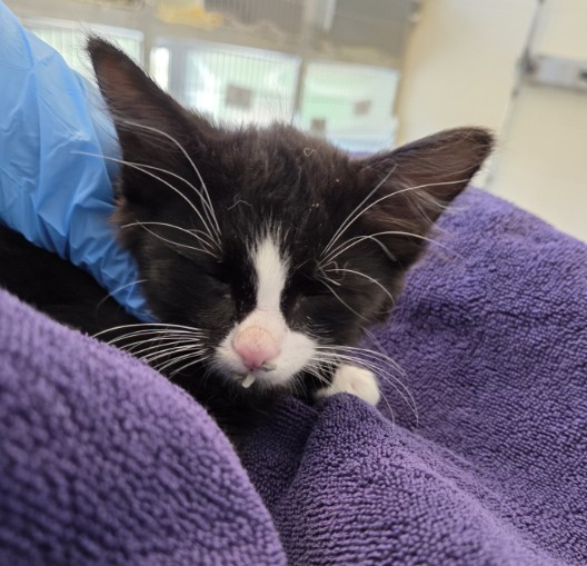 Shelter Stray Male Cat last seen S 36TH & WATADA, 12155 Park Blvd, Brighton, CO 80601, USA