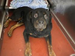 Shelter Stray Male Dog last seen 10TH AND ATKINSON, 3839 W Burnham St, West Milwaukee, WI 53215, USA