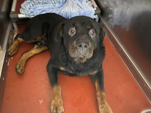 Shelter Stray Male Dog last seen 10TH AND ATKINSON, 3839 W Burnham St, West Milwaukee, WI 53215, USA