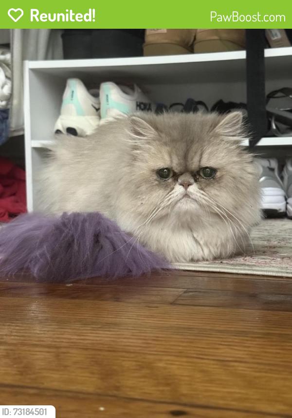 Reunited Female Cat last seen Andrew Ave Delray Beach, FL 33483 United States, Delray Beach, FL 33447