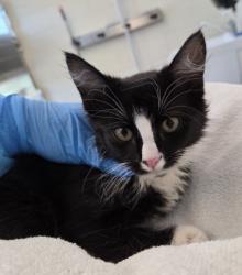 Shelter Stray Male Cat last seen S 36TH & WATADA, 12155 Park Blvd, Brighton, CO 80601, USA