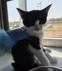 Shelter Stray Male Cat last seen S 36TH & WATADA, 12155 Park Blvd, Brighton, CO 80601, USA