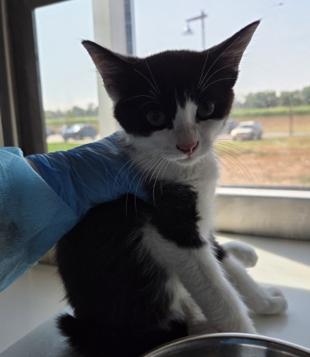 Shelter Stray Male Cat last seen S 36TH & WATADA, 12155 Park Blvd, Brighton, CO 80601, USA