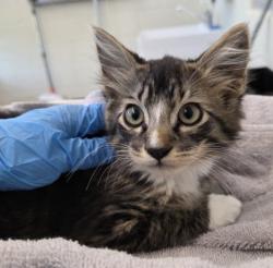 Shelter Stray Male Cat last seen S 36TH & WATADA, 12155 Park Blvd, Brighton, CO 80601, USA