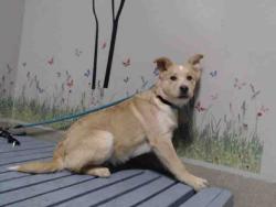 Shelter Stray Male Dog last seen , 38550 Sierra Hwy, Palmdale, CA 93550, USA