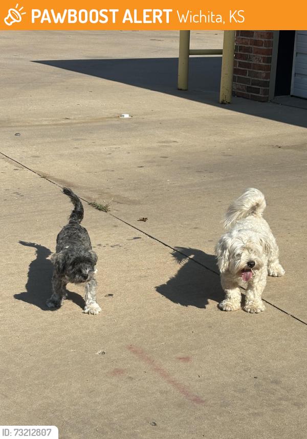 Found/Stray Unknown Dog last seen Central and West, Wichita, KS 67203
