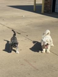 Found/Stray Unknown Dog last seen Central and West, Wichita, KS 67203