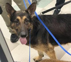 Shelter Stray Male Dog last seen 23RD AND PORTLAND, 2811 SE 29th St, Oklahoma City, OK 73129, USA