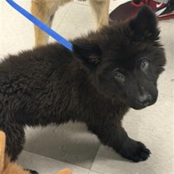Shelter Stray Male Dog last seen 23RD AND PORTLAND, 2811 SE 29th St, Oklahoma City, OK 73129, USA
