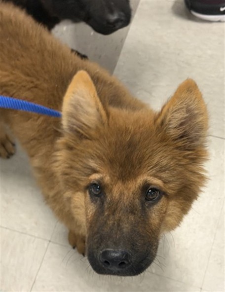 Shelter Stray Male Dog last seen 23RD AND PORTLAND, 2811 SE 29th St, Oklahoma City, OK 73129, USA