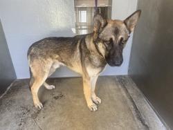 Shelter Stray Male Dog last seen 10TH/PEARL, 1640 9th St, Santa Monica, CA 90404, USA