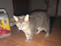 Reunited Female Cat last seen S. Fundy Circle and Flanders, Aurora, CO 80013