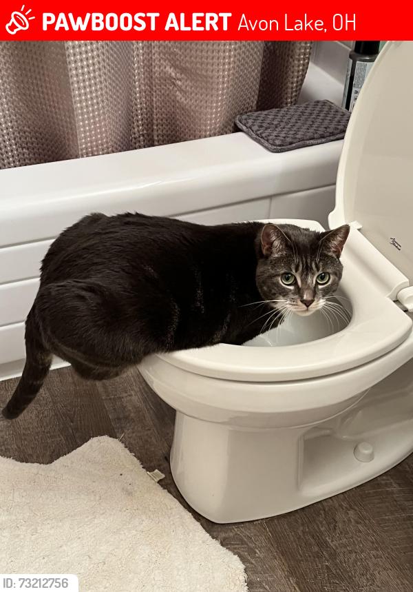 Lost Female Cat last seen Vinewood,moorewood, Avon Lake, OH 44012