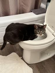 Reunited Female Cat last seen Vinewood,moorewood, Avon Lake, OH 44012