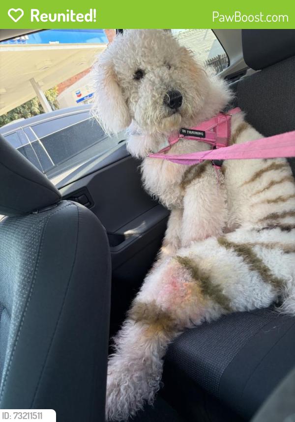Reunited Female Dog last seen Near 5th Ave, Los Angeles, CA 90019, USA, Los Angeles, CA 90019
