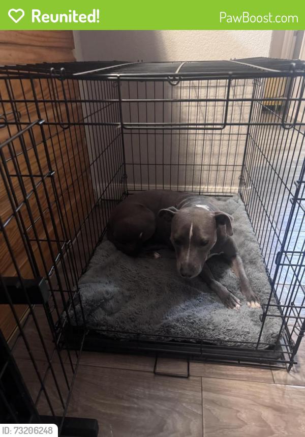 Reunited Female Dog last seen Eastwood Park, Houston, TX 77011