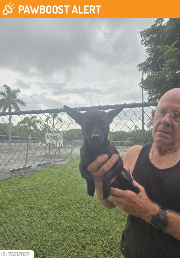 Found/Stray Female Dog last seen South Dade Baptist Church, Miami-Dade County, FL 33030