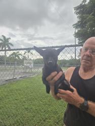 Found/Stray Female Dog last seen South Dade Baptist Church, Miami-Dade County, FL 33030