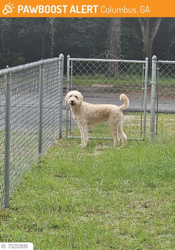 Found/Stray Female Dog last seen flt Rock Park, Columbus, GA 31909