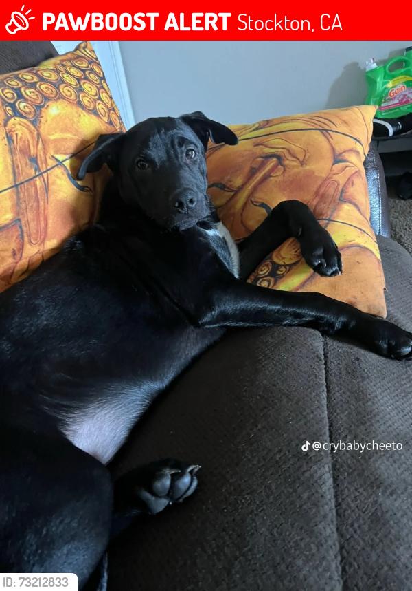 Lost Male Dog last seen Pock rd and carpenter rd, Stockton, CA 95206