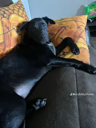 Lost Male Dog last seen Pock rd and carpenter rd, Stockton, CA 95206