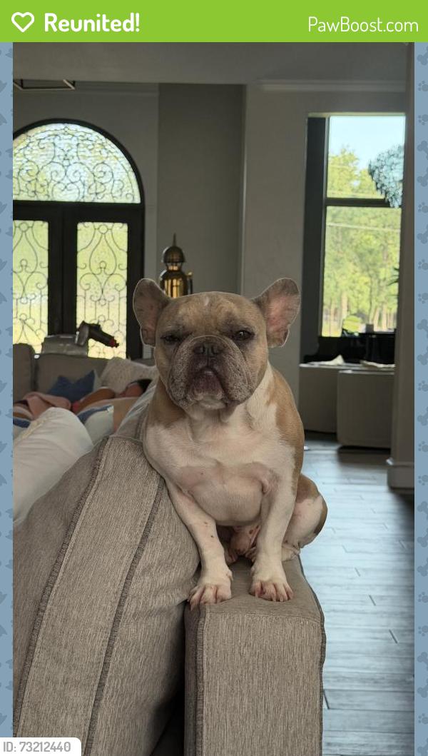 Reunited Male Dog last seen Lake Granbury near 5400 Gee Road, Granbury, TX 76049