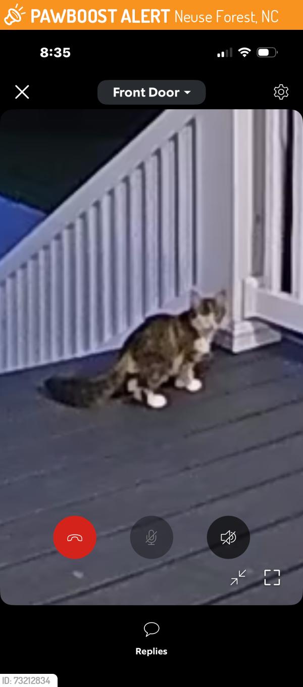 Found/Stray Unknown Cat last seen End of Stately Pines Rd, Neuse Forest, NC 28560