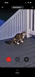 Found/Stray Unknown Cat last seen End of Stately Pines Rd, Neuse Forest, NC 28560