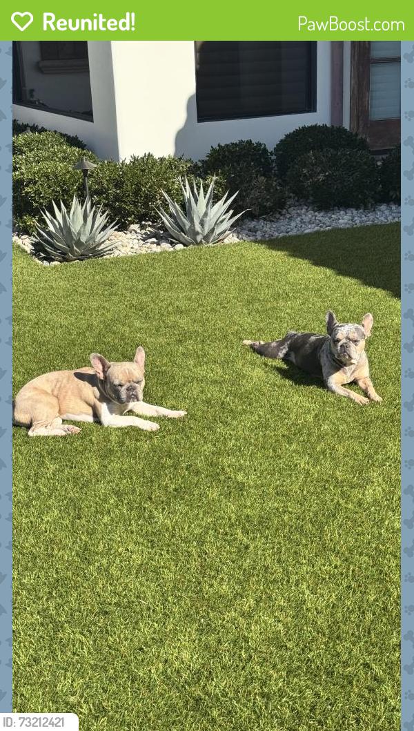 Reunited Female Dog last seen Near Gee Road, Granbury, TX 76049