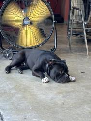 Lost Male Dog last seen Florence ave & scout, Bell Gardens, CA 90201