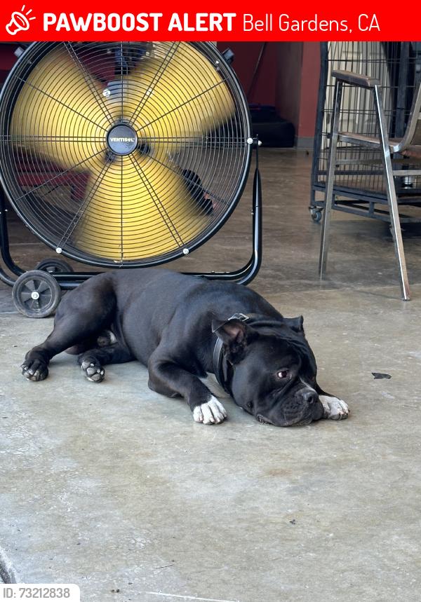Lost Male Dog last seen Florence ave & scout, Bell Gardens, CA 90201